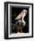 White Pelican, Everglades, Florida, USA-Gavriel Jecan-Framed Photographic Print