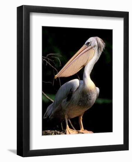 White Pelican, Everglades, Florida, USA-Gavriel Jecan-Framed Photographic Print