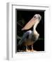 White Pelican, Everglades, Florida, USA-Gavriel Jecan-Framed Photographic Print