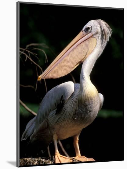 White Pelican, Everglades, Florida, USA-Gavriel Jecan-Mounted Photographic Print