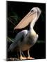 White Pelican, Everglades, Florida, USA-Gavriel Jecan-Mounted Photographic Print