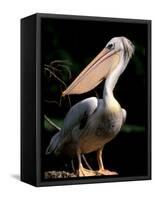 White Pelican, Everglades, Florida, USA-Gavriel Jecan-Framed Stretched Canvas