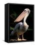 White Pelican, Everglades, Florida, USA-Gavriel Jecan-Framed Stretched Canvas