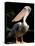 White Pelican, Everglades, Florida, USA-Gavriel Jecan-Stretched Canvas