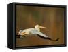 White Pelican Flying Over Lake, Santee Lakes Park, California, USA-Arthur Morris-Framed Stretched Canvas