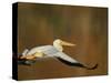 White Pelican Flying Over Lake, Santee Lakes Park, California, USA-Arthur Morris-Stretched Canvas