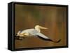 White Pelican Flying Over Lake, Santee Lakes Park, California, USA-Arthur Morris-Framed Stretched Canvas