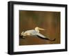 White Pelican Flying Over Lake, Santee Lakes Park, California, USA-Arthur Morris-Framed Photographic Print