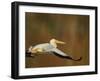 White Pelican Flying Over Lake, Santee Lakes Park, California, USA-Arthur Morris-Framed Photographic Print