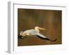 White Pelican Flying Over Lake, Santee Lakes Park, California, USA-Arthur Morris-Framed Photographic Print