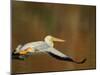 White Pelican Flying Over Lake, Santee Lakes Park, California, USA-Arthur Morris-Mounted Photographic Print