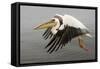 White Pelican in Flight-null-Framed Stretched Canvas