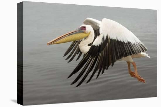 White Pelican in Flight-null-Stretched Canvas