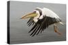 White Pelican in Flight-null-Stretched Canvas