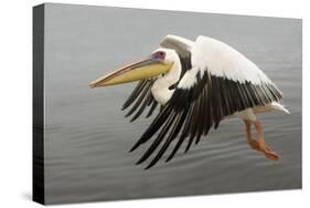 White Pelican in Flight-null-Stretched Canvas