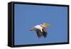 White Pelican in Flight-null-Framed Stretched Canvas