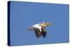 White Pelican in Flight-null-Stretched Canvas