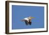 White Pelican in Flight-null-Framed Photographic Print