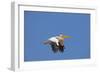 White Pelican in Flight-null-Framed Photographic Print