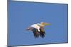 White Pelican in Flight-null-Mounted Photographic Print