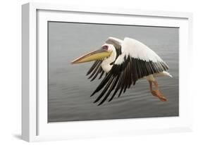 White Pelican in Flight-null-Framed Photographic Print