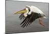White Pelican in Flight-null-Mounted Photographic Print