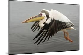 White Pelican in Flight-null-Mounted Photographic Print