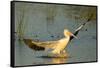 White Pelican Landing, Viera Wetlands, Florida-Maresa Pryor-Framed Stretched Canvas