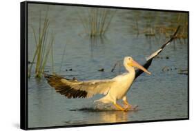 White Pelican Landing, Viera Wetlands, Florida-Maresa Pryor-Framed Stretched Canvas