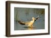 White Pelican Landing, Viera Wetlands, Florida-Maresa Pryor-Framed Photographic Print