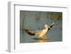 White Pelican Landing, Viera Wetlands, Florida-Maresa Pryor-Framed Photographic Print