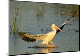 White Pelican Landing, Viera Wetlands, Florida-Maresa Pryor-Mounted Photographic Print