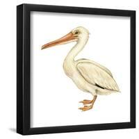 White Pelican (Pelecanus Erythrorhynchos), Birds-Encyclopaedia Britannica-Framed Poster