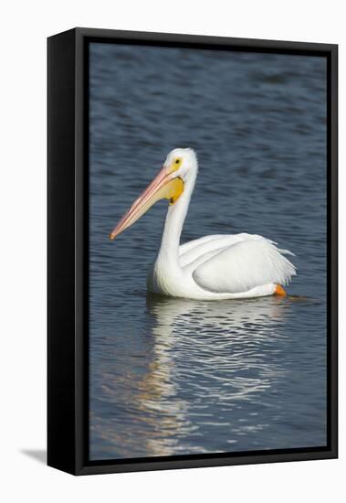 White Pelican, Viera Wetlands Florida, Usa-Maresa Pryor-Framed Stretched Canvas