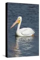 White Pelican, Viera Wetlands Florida, Usa-Maresa Pryor-Stretched Canvas