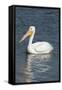 White Pelican, Viera Wetlands Florida, Usa-Maresa Pryor-Framed Stretched Canvas