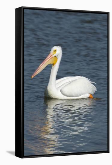 White Pelican, Viera Wetlands Florida, Usa-Maresa Pryor-Framed Stretched Canvas