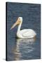 White Pelican, Viera Wetlands Florida, Usa-Maresa Pryor-Stretched Canvas