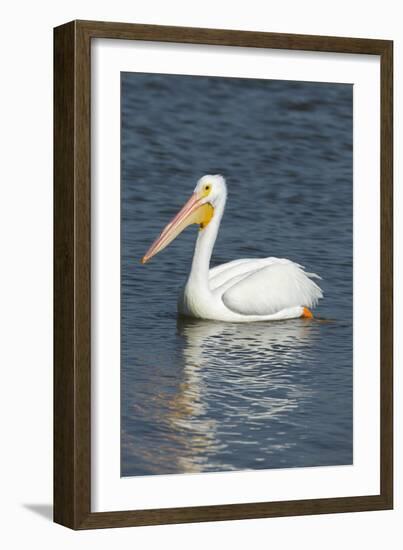 White Pelican, Viera Wetlands Florida, Usa-Maresa Pryor-Framed Photographic Print