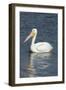 White Pelican, Viera Wetlands Florida, Usa-Maresa Pryor-Framed Photographic Print