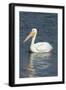 White Pelican, Viera Wetlands Florida, Usa-Maresa Pryor-Framed Photographic Print