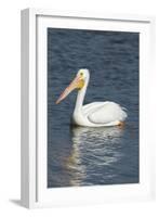 White Pelican, Viera Wetlands Florida, Usa-Maresa Pryor-Framed Photographic Print