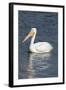 White Pelican, Viera Wetlands Florida, Usa-Maresa Pryor-Framed Photographic Print