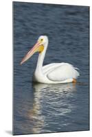 White Pelican, Viera Wetlands Florida, Usa-Maresa Pryor-Mounted Photographic Print