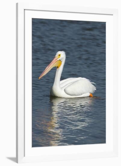 White Pelican, Viera Wetlands Florida, Usa-Maresa Pryor-Framed Photographic Print