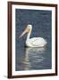 White Pelican, Viera Wetlands Florida, Usa-Maresa Pryor-Framed Photographic Print