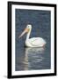 White Pelican, Viera Wetlands Florida, Usa-Maresa Pryor-Framed Photographic Print