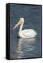 White Pelican, Viera Wetlands Florida, Usa-Maresa Pryor-Framed Stretched Canvas