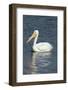 White Pelican, Viera Wetlands Florida, Usa-Maresa Pryor-Framed Photographic Print