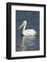 White Pelican, Viera Wetlands Florida, Usa-Maresa Pryor-Framed Photographic Print